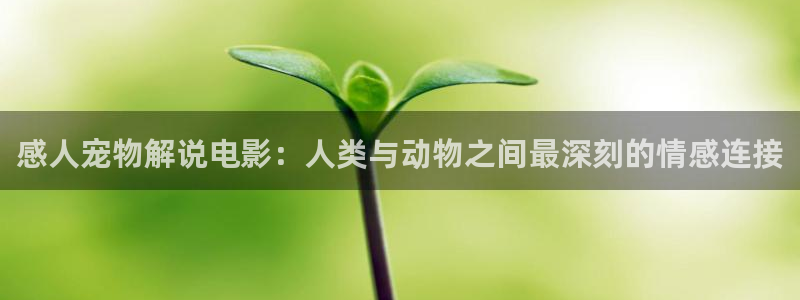 叶问1高清免费观看西瓜